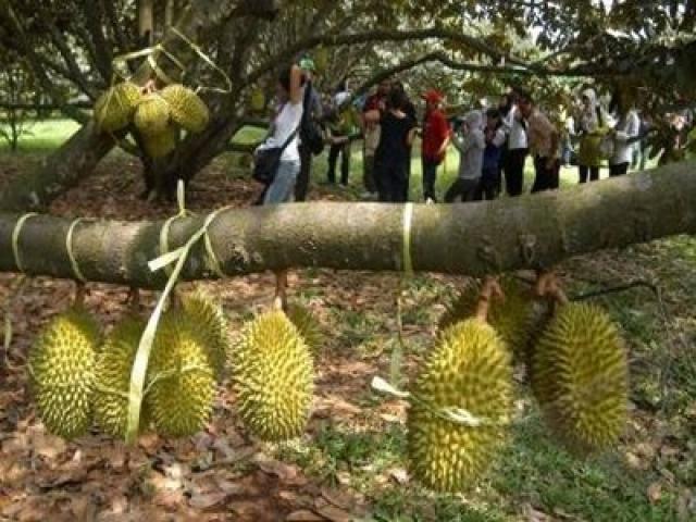 Kebun Buah Mekarsari Indonesia Tour Operator Transport Service